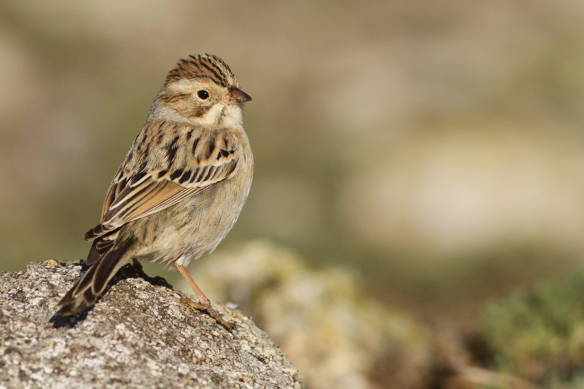 Clay-colored Sparrow - ML275052921