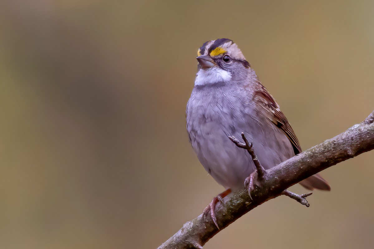 White-throated Sparrow - Matthew Plante