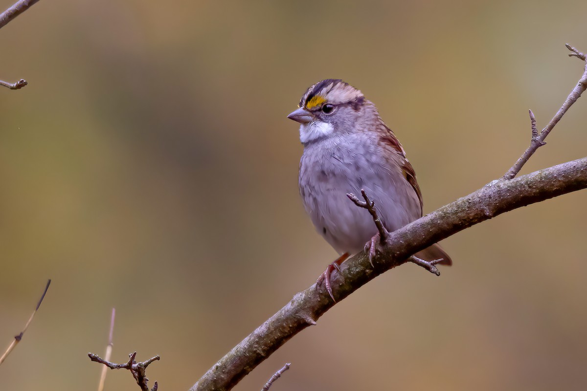 White-throated Sparrow - Matthew Plante