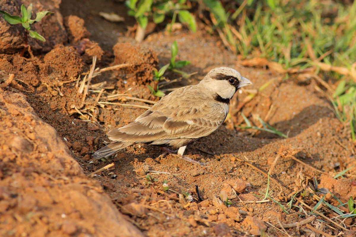 Ashy-crowned Sparrow-Lark - ML275062281