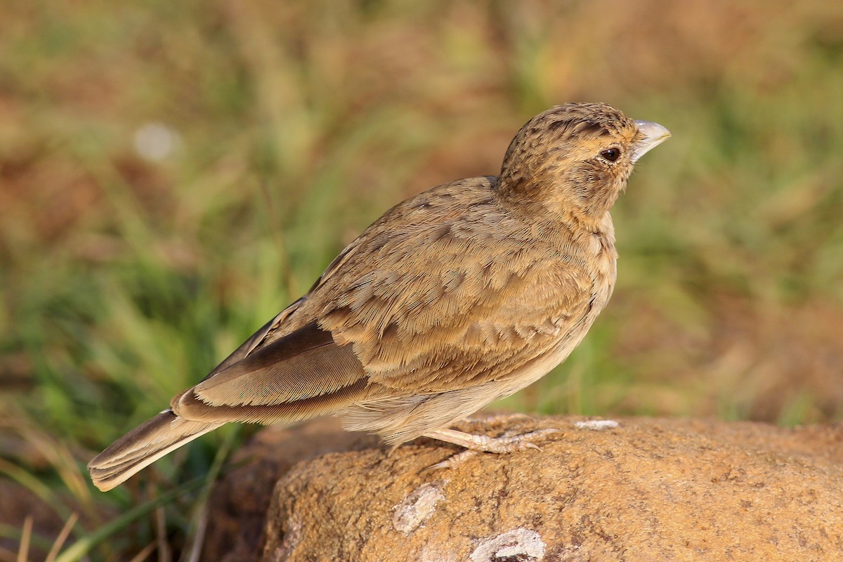 Ashy-crowned Sparrow-Lark - Stefan Hirsch