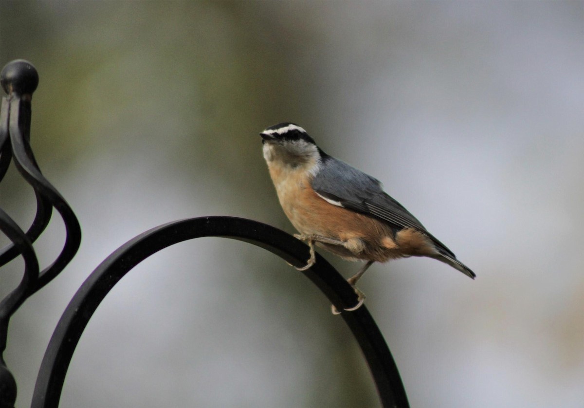 Red-breasted Nuthatch - ML275078981