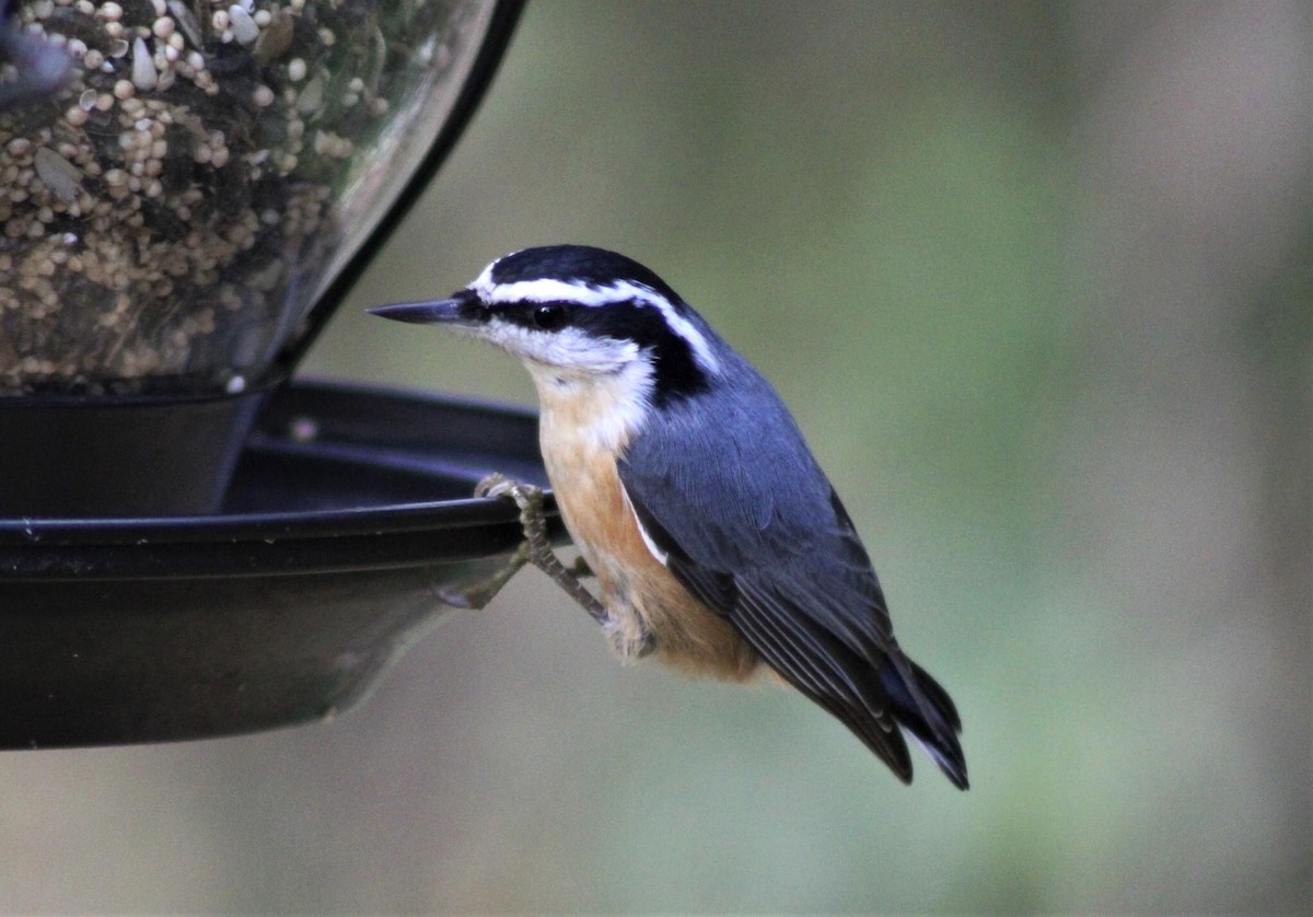 Red-breasted Nuthatch - ML275079011