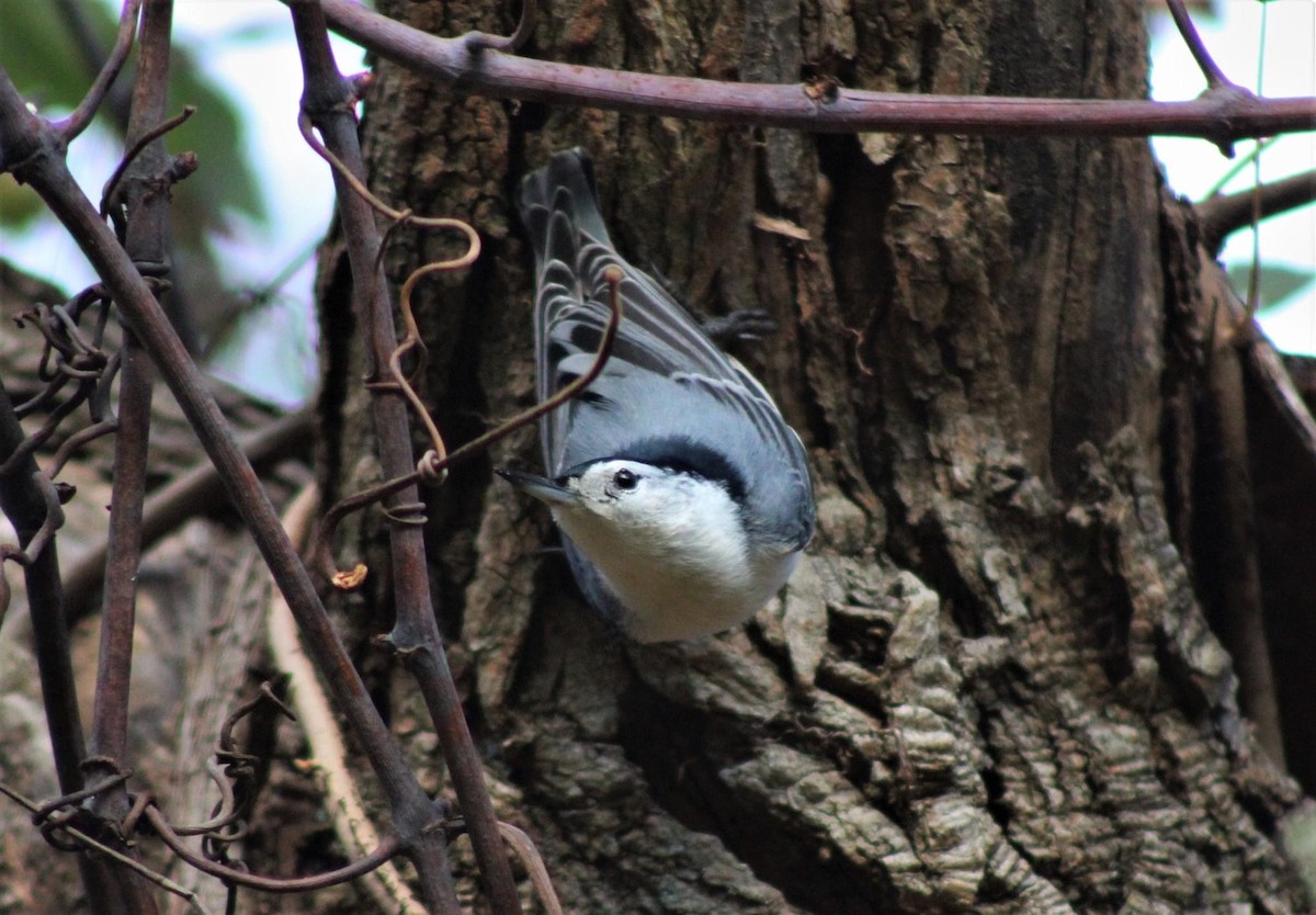 White-breasted Nuthatch - ML275079051
