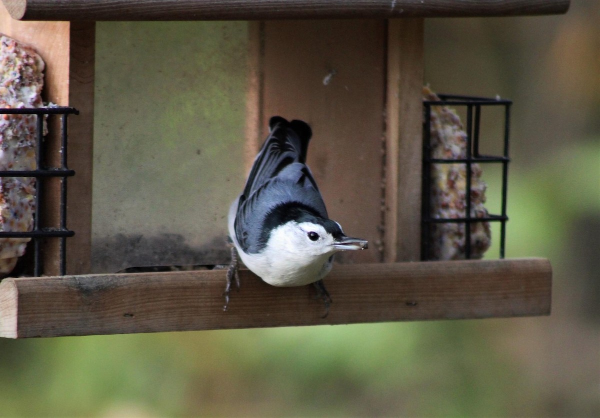 White-breasted Nuthatch - ML275079081