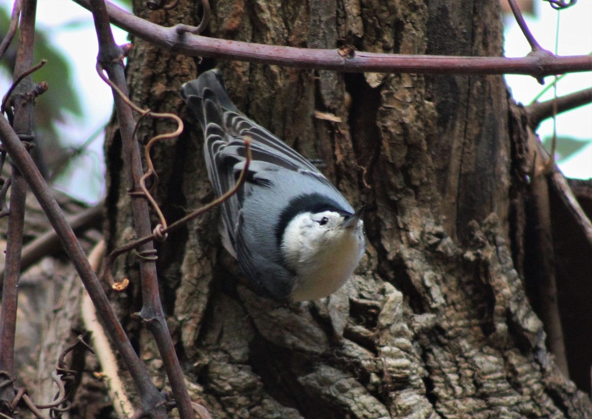 White-breasted Nuthatch - ML275079101