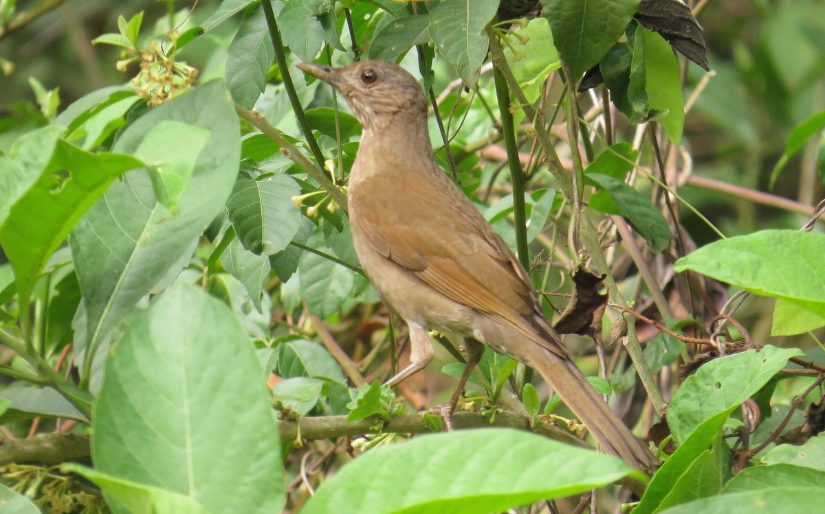 Pale-breasted Thrush - Lys Souza