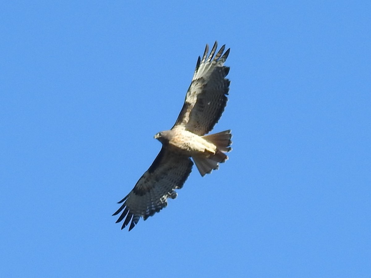 Red-tailed Hawk - ML275083591