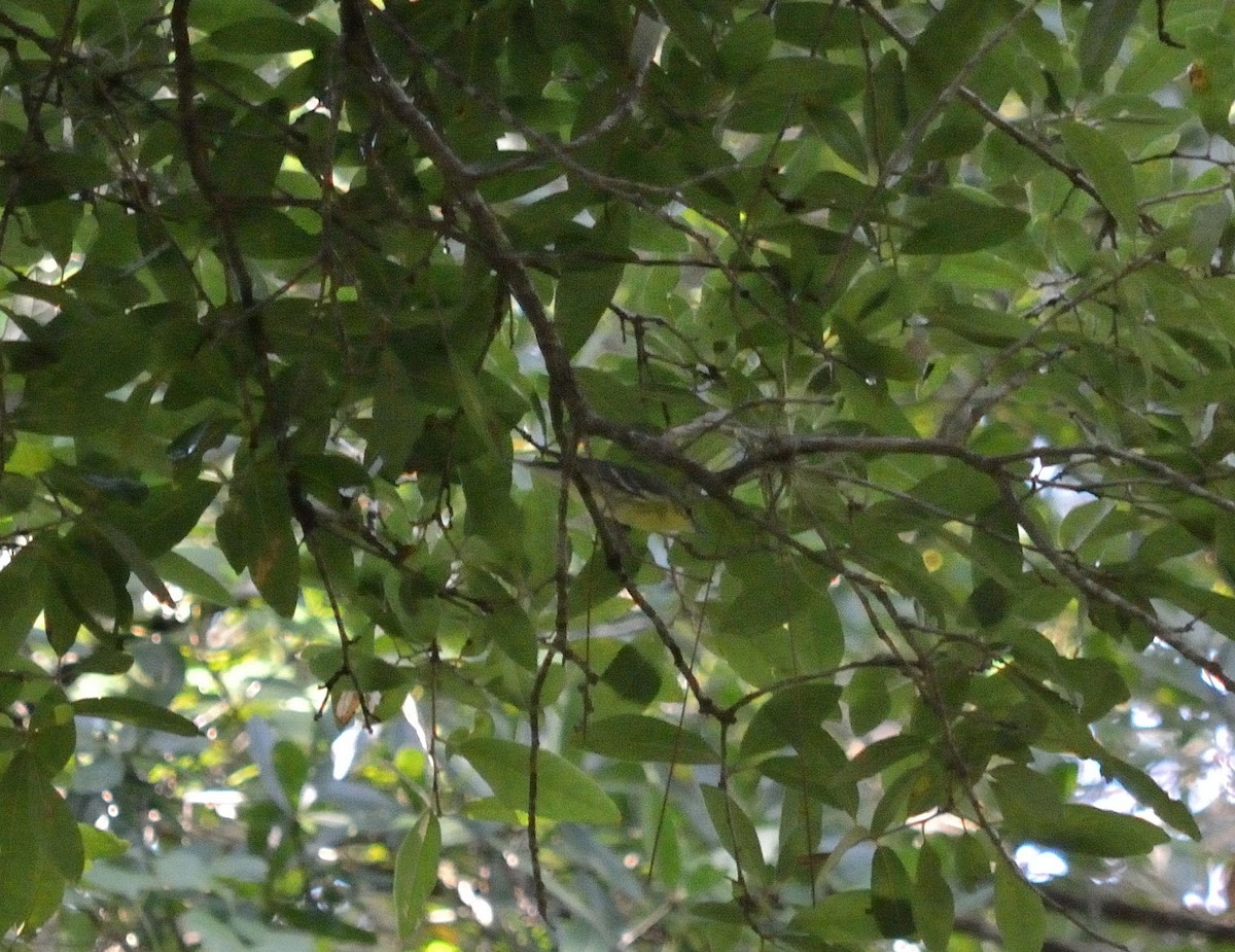 Cerulean Warbler - ML27508401