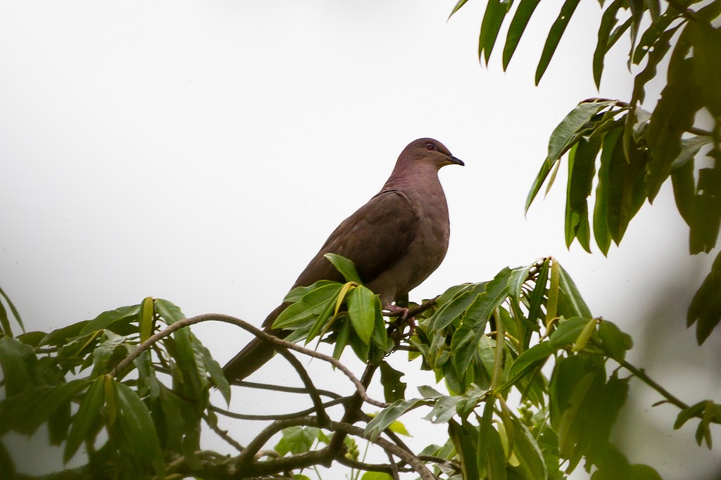 Plumbeous Pigeon - LAERTE CARDIM
