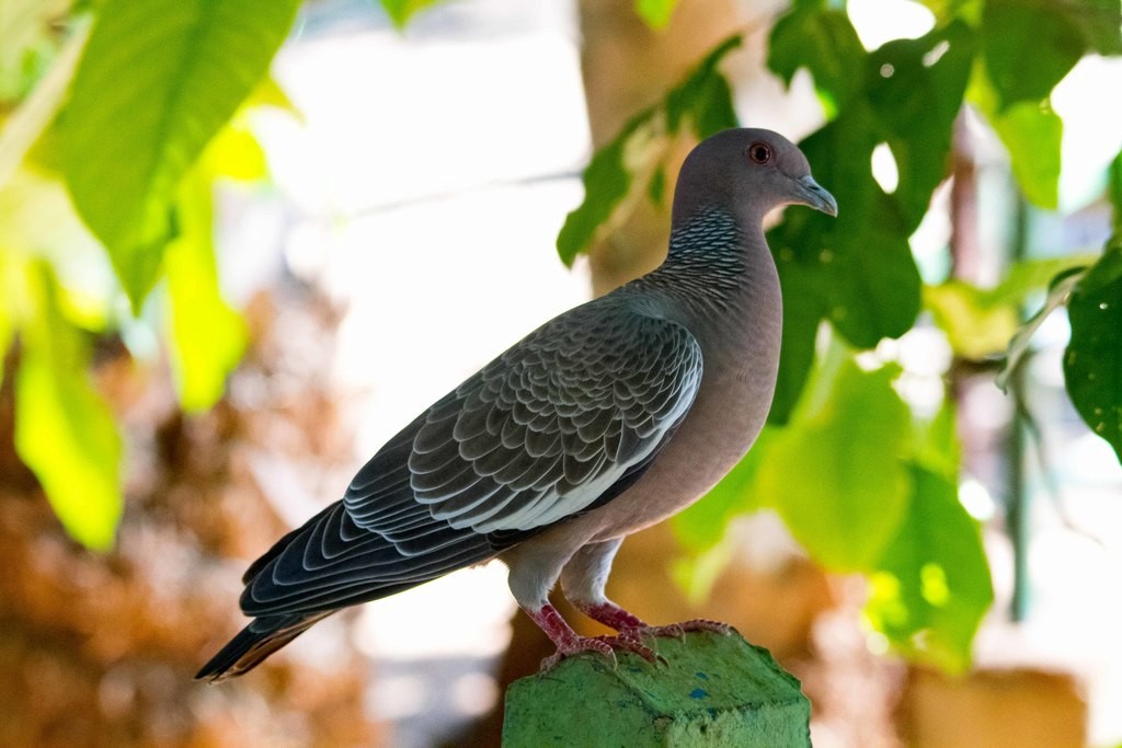 Picazuro Pigeon - ML275097181