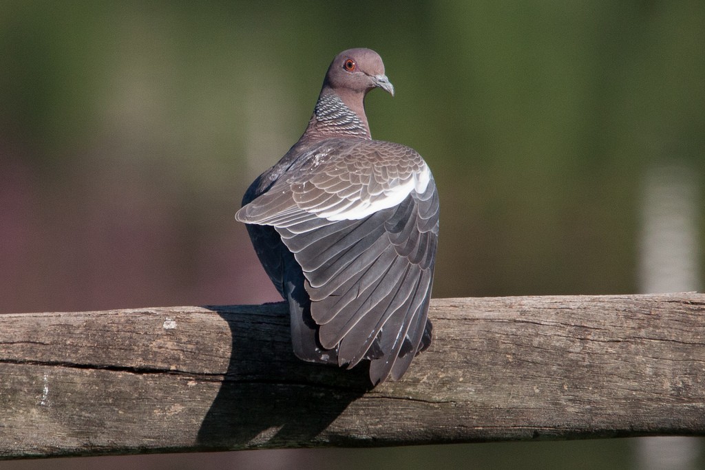 Picazuro Pigeon - LAERTE CARDIM