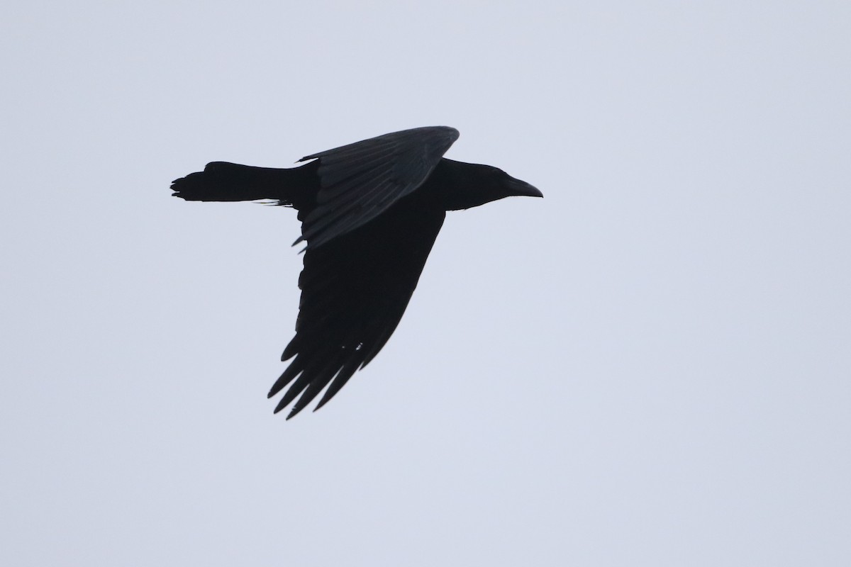 Common Raven - John Garrett