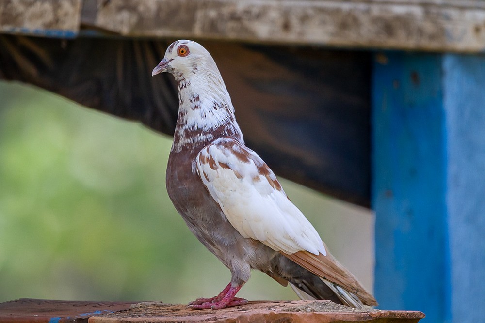 Rock Pigeon (Feral Pigeon) - LAERTE CARDIM