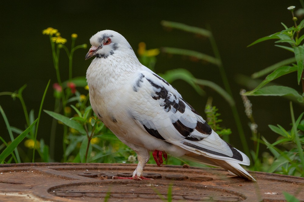 Rock Pigeon (Feral Pigeon) - ML275101331