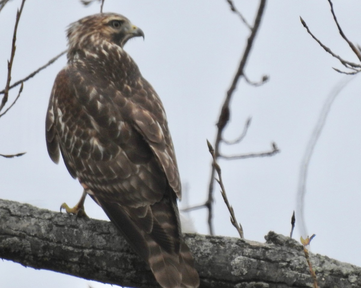 Red-shouldered Hawk - Mary  McMahon