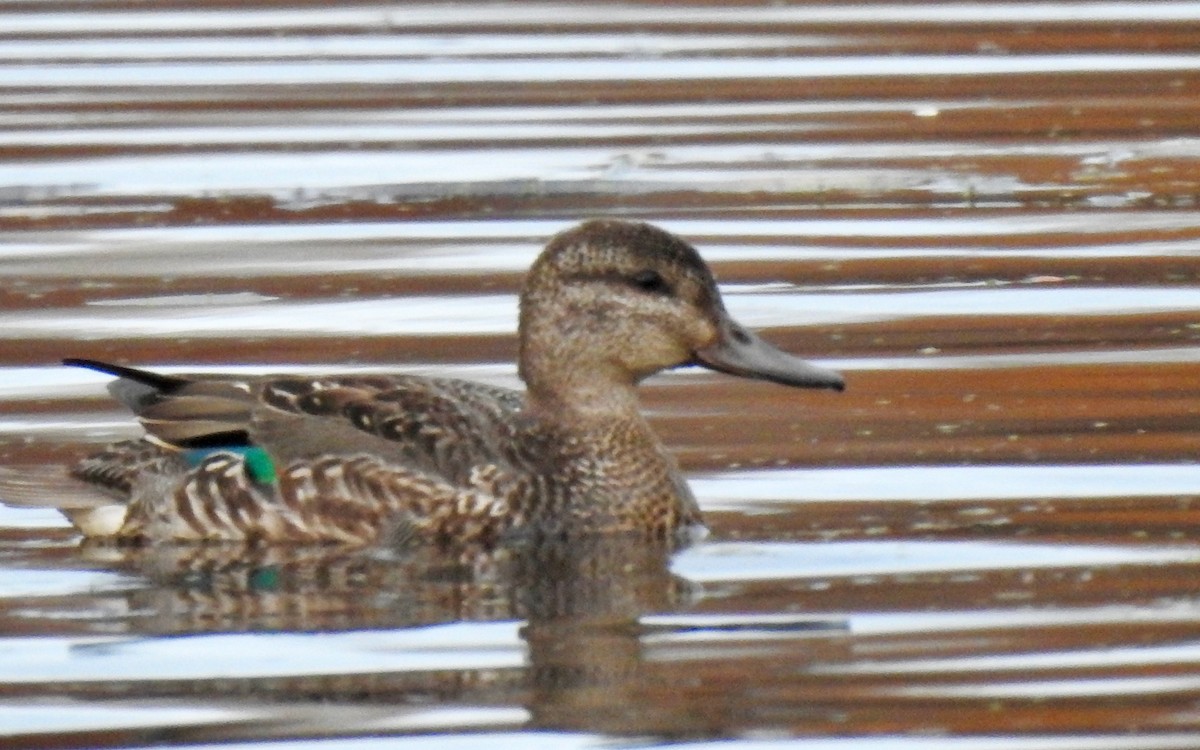 Green-winged Teal - Mary  McMahon