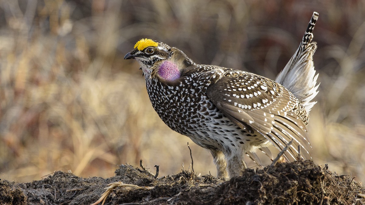 Sharp-tailed Grouse - Keith Confer