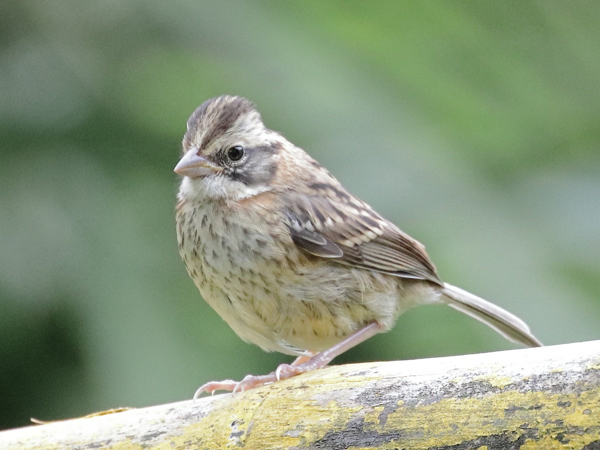 Rufous-collared Sparrow - ML275108981