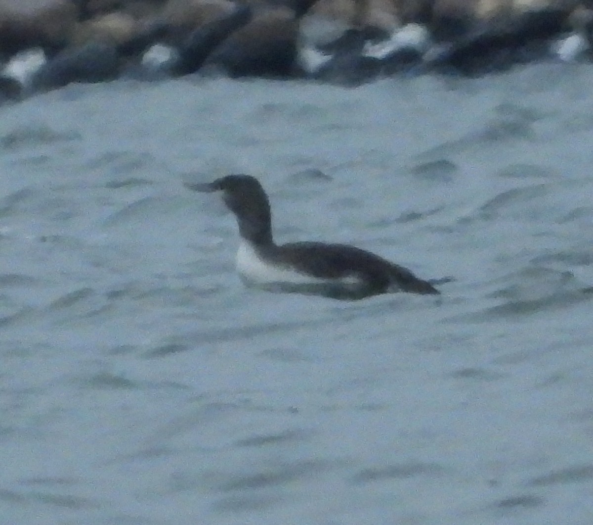 Red-throated Loon - ML275109681