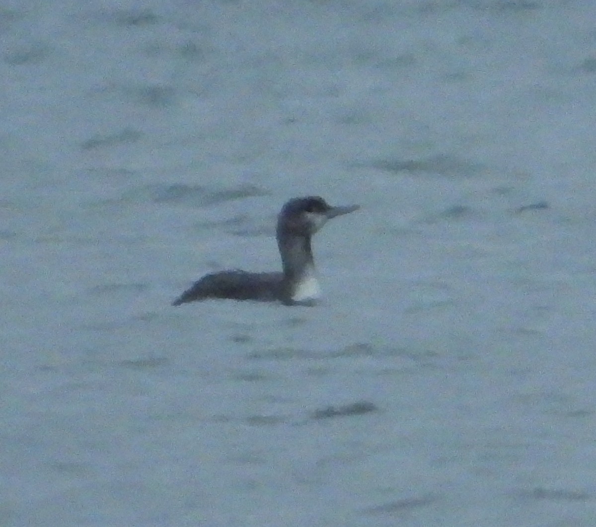 Red-throated Loon - ML275109691