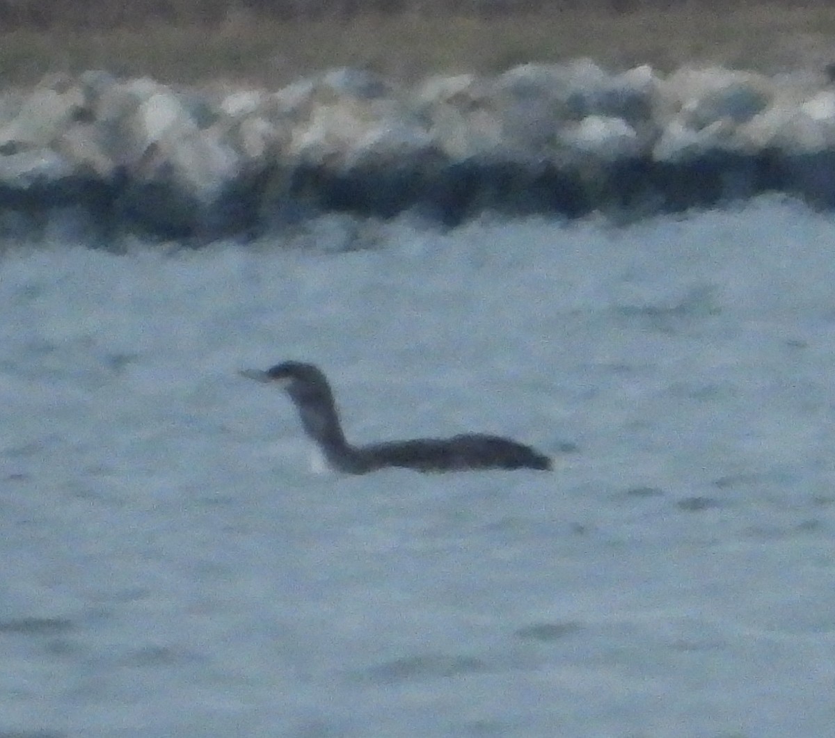 Red-throated Loon - ML275109721