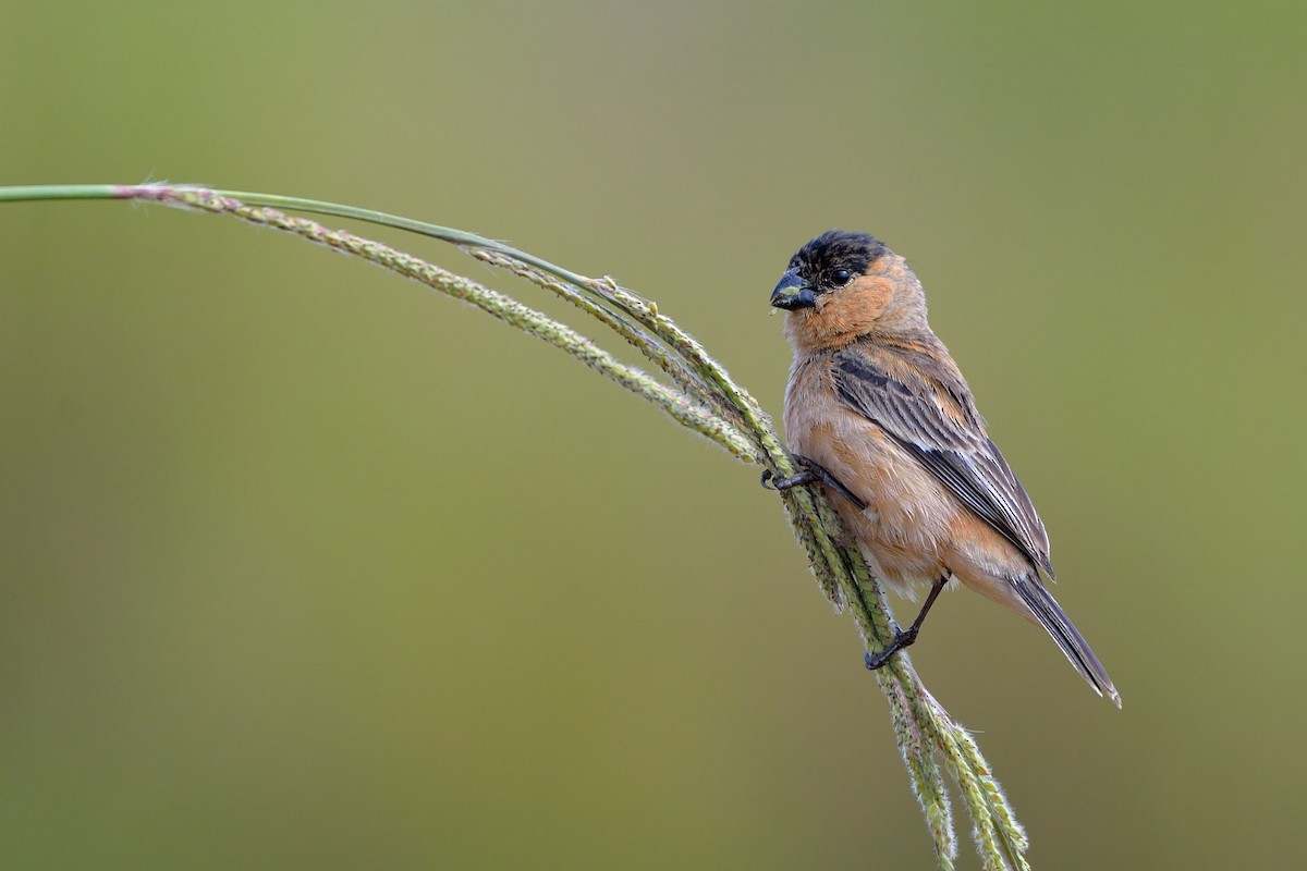 Copper Seedeater - ML275112371