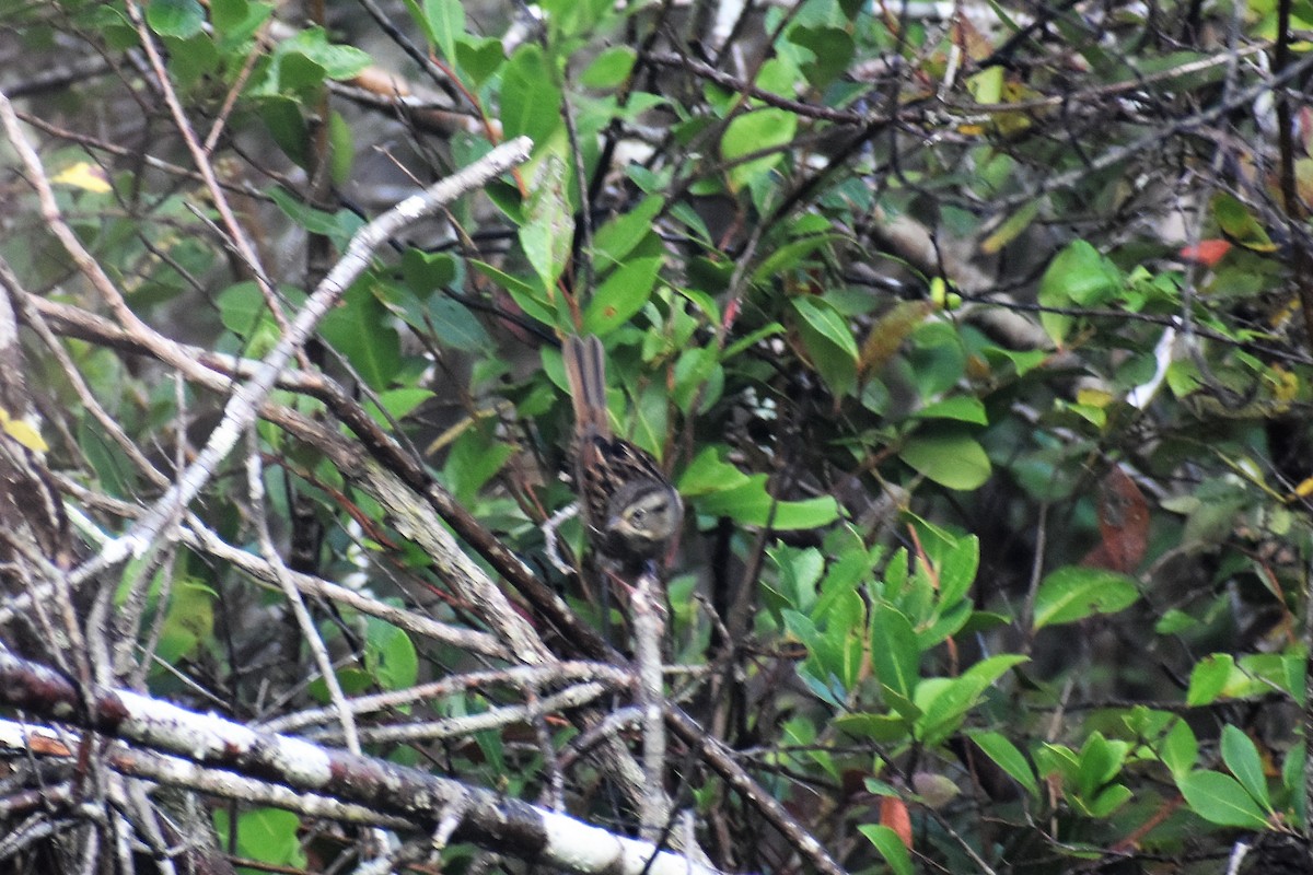 Swamp Sparrow - stephen pattee