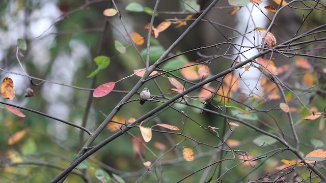 Calliope Hummingbird - ML275115951