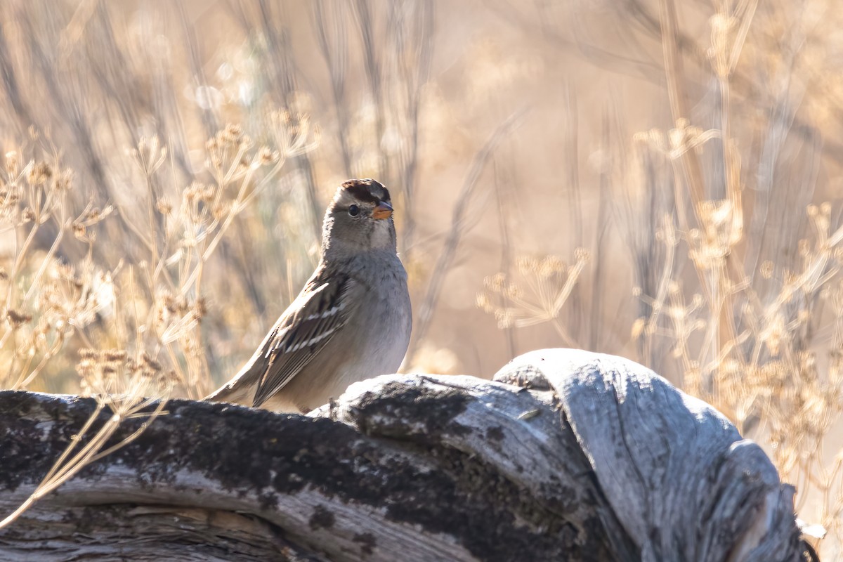 White-crowned Sparrow - ML275117751