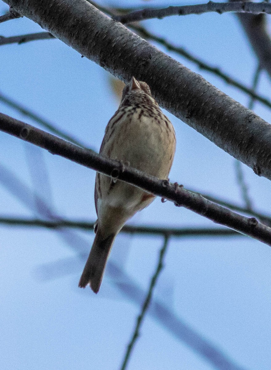 Vesper Sparrow - ML275120271