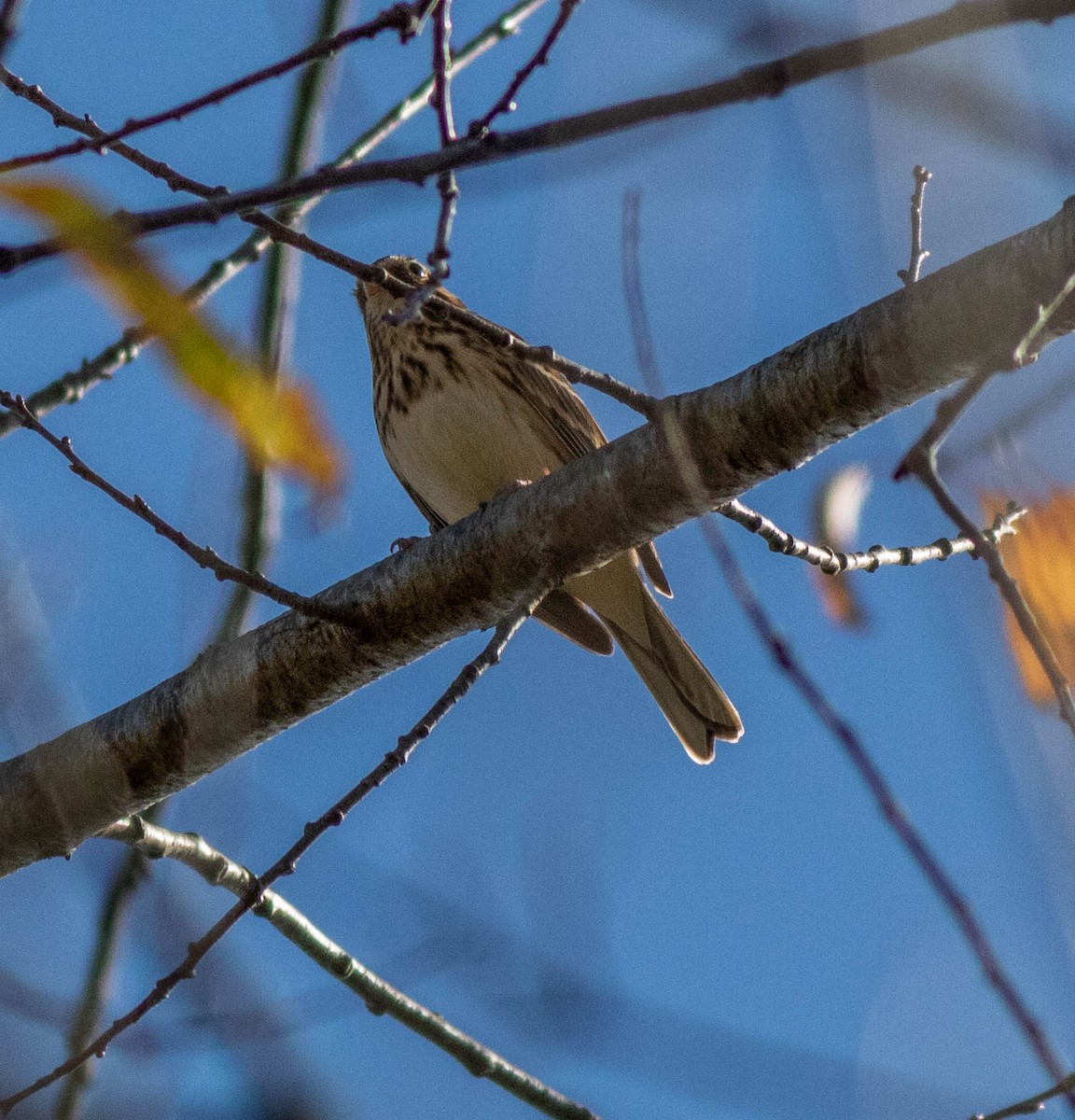 Vesper Sparrow - ML275120361