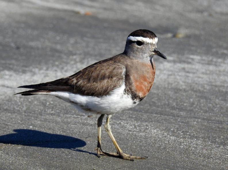 Rufous-chested Dotterel - ML275121131
