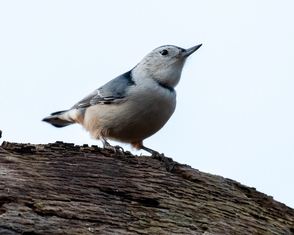 White-breasted Nuthatch - ML275129181