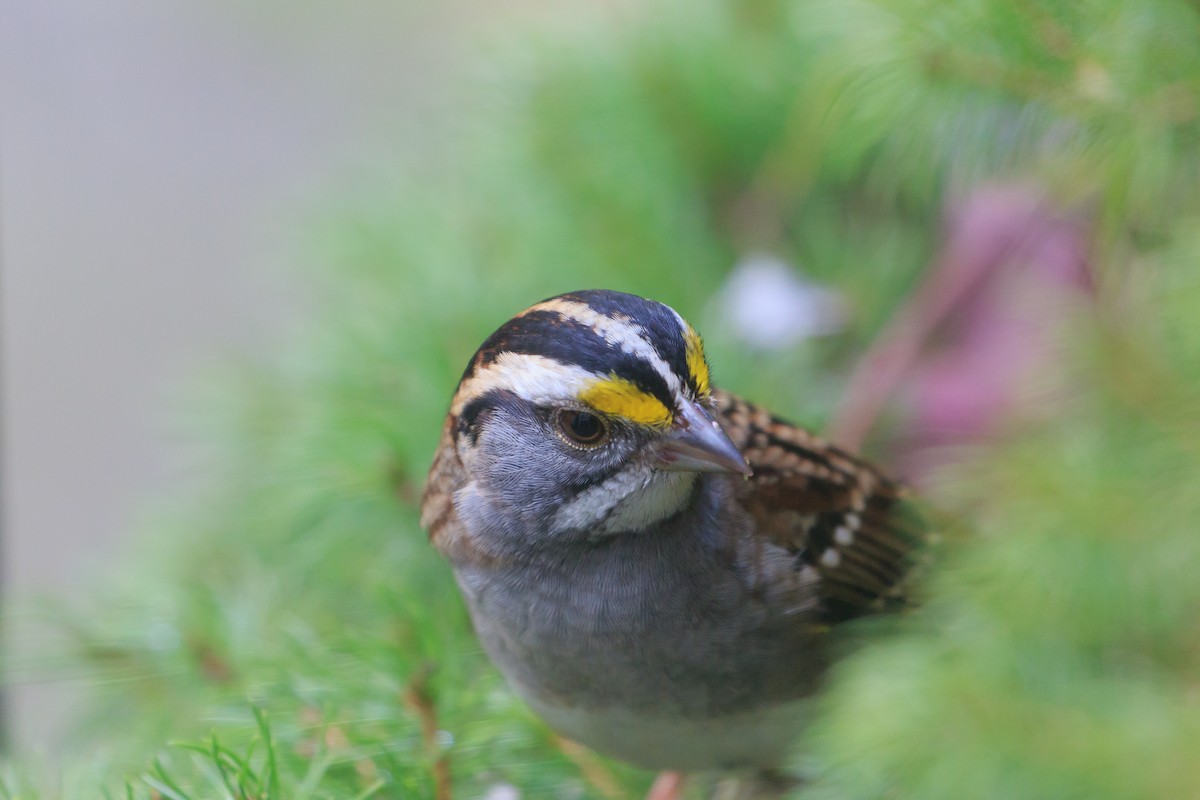 White-throated Sparrow - Timothy Graves