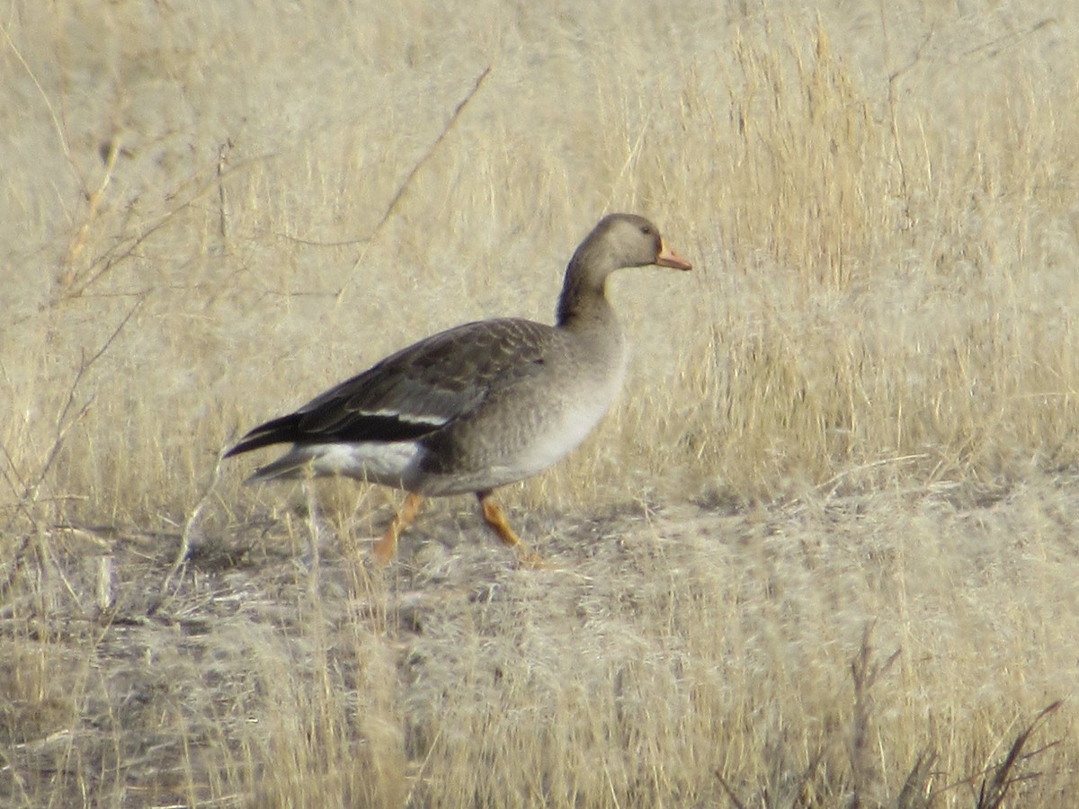 Greater White-fronted Goose - Cameron Codd