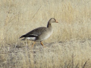 Greater White-fronted Goose, ML275133101