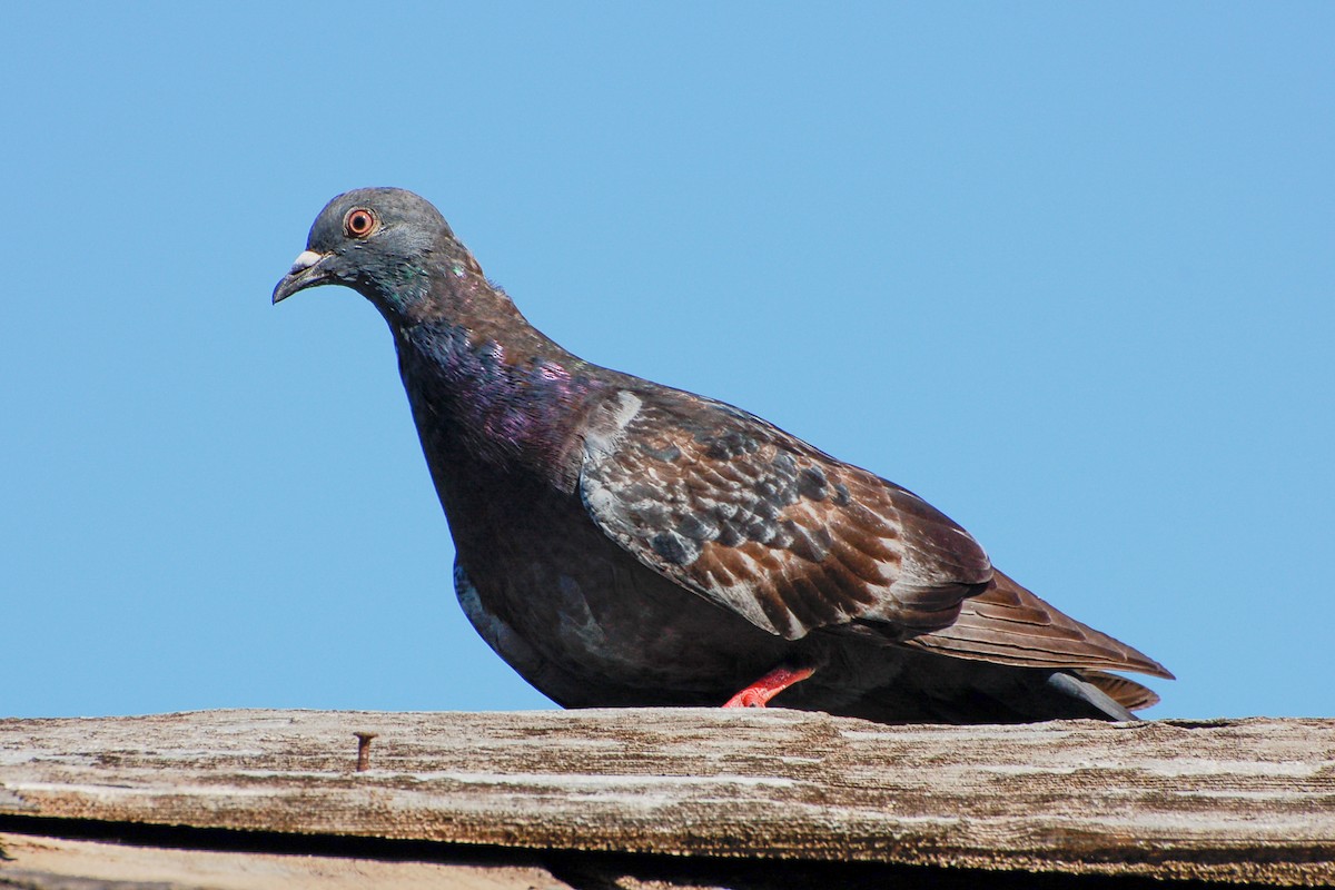 Rock Pigeon (Feral Pigeon) - ML275134351