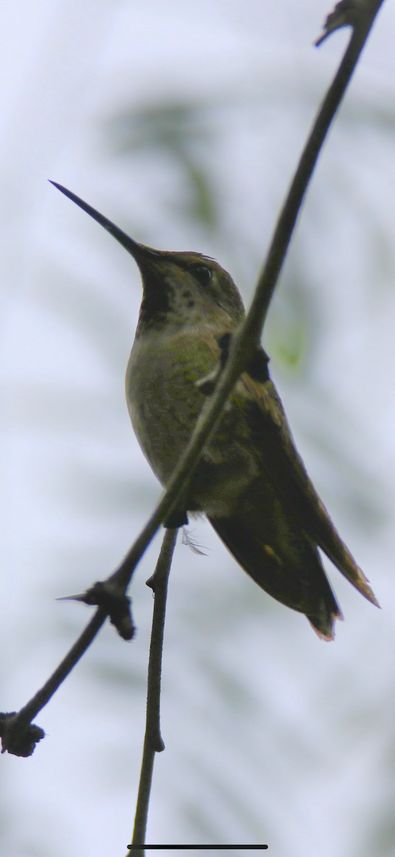 Anna's Hummingbird - Michelle Cano 🦜