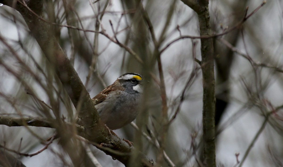 White-throated Sparrow - ML27513661