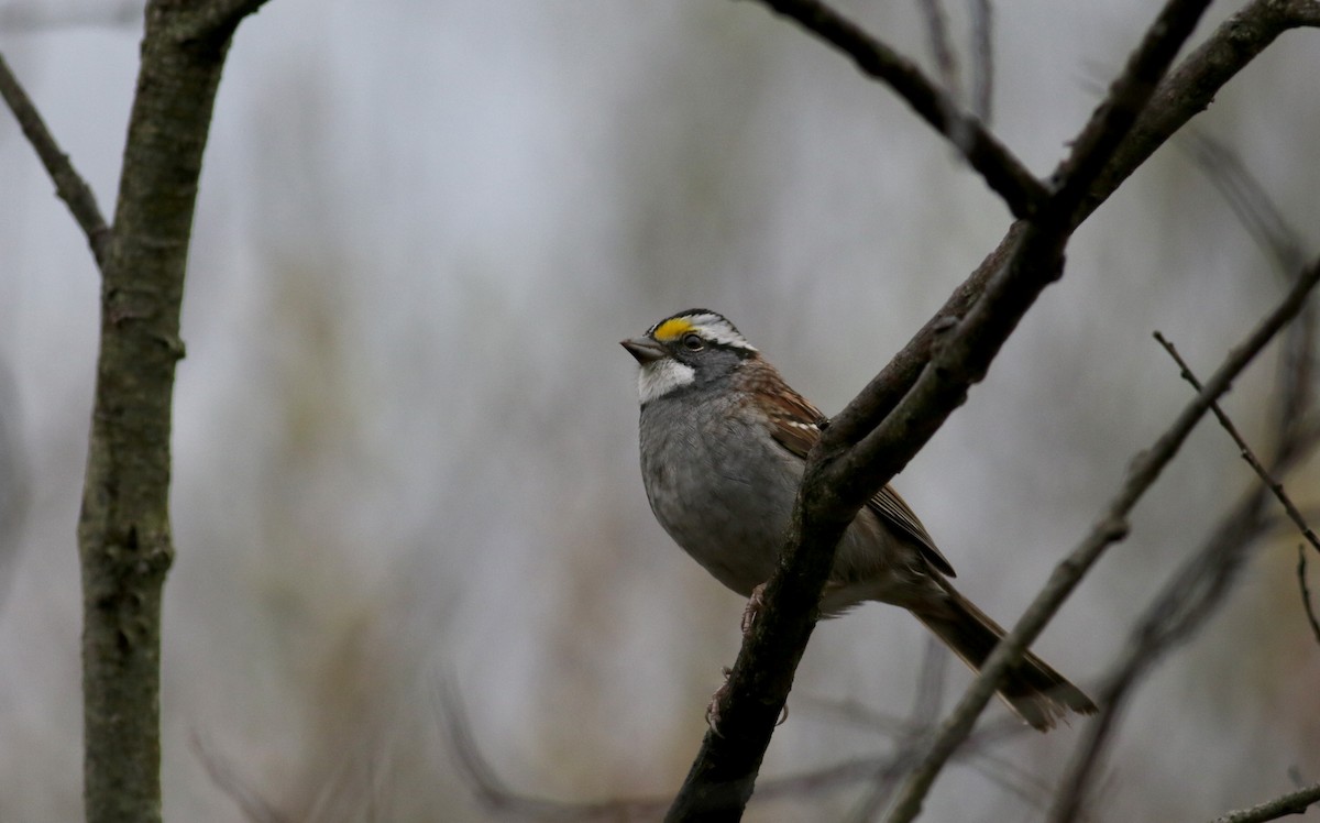 White-throated Sparrow - ML27513711