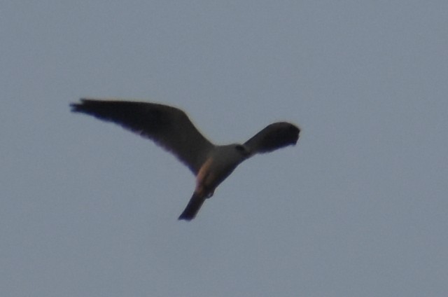 White-tailed Kite - ML275137681