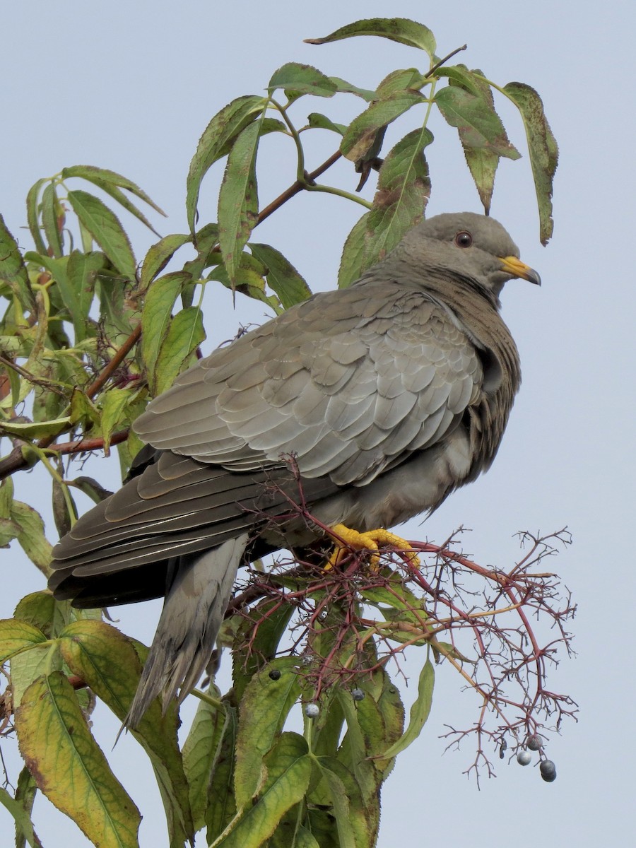 Band-tailed Pigeon - ML275138371