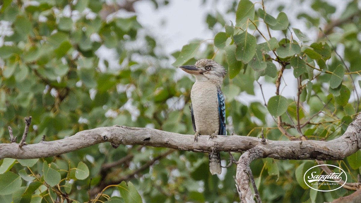 Blue-winged Kookaburra - Peter Latta