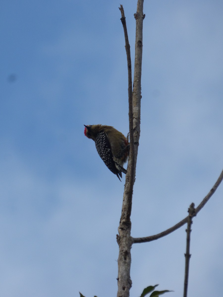 Red-crowned Woodpecker - ML275142591