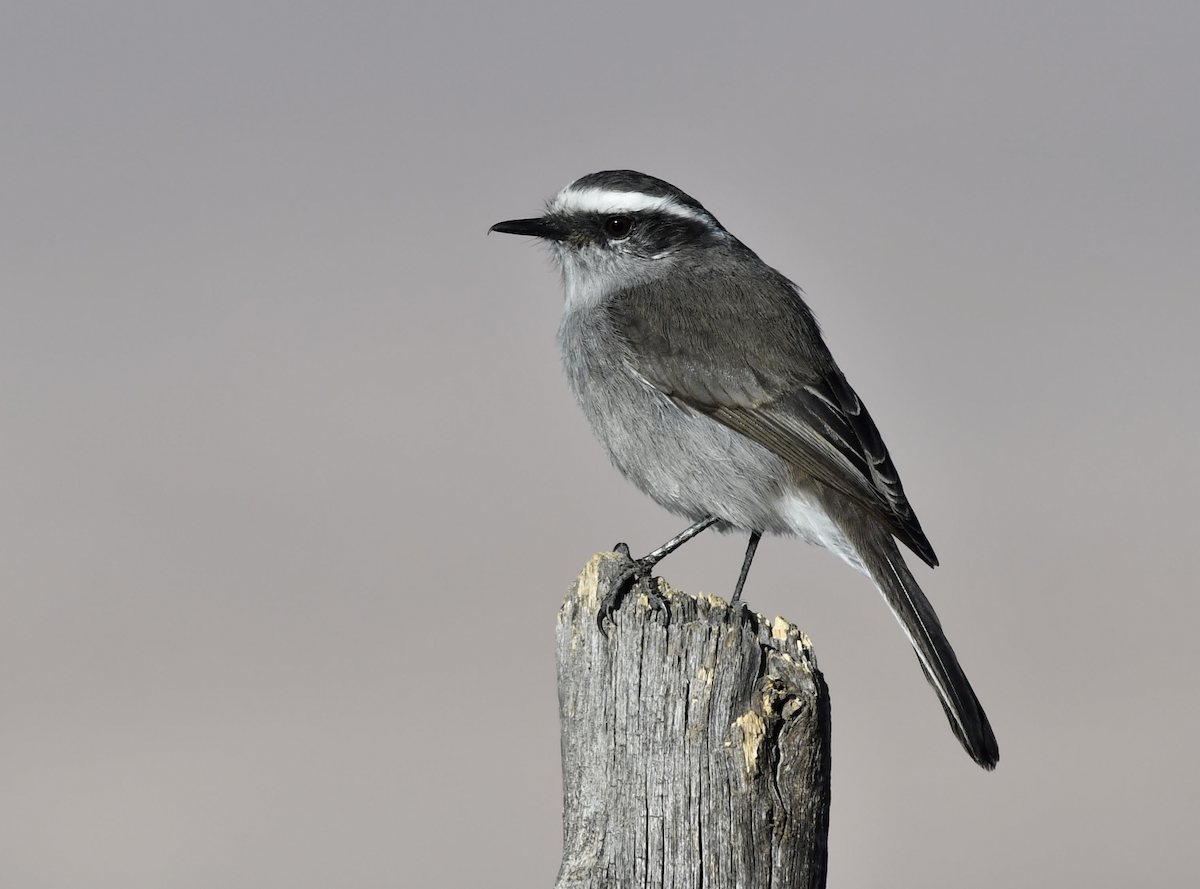 White-browed Chat-Tyrant - ML275144411