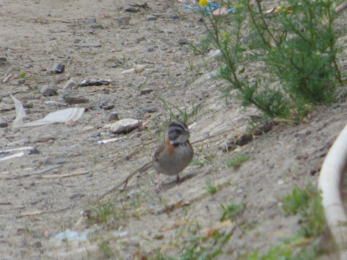 Rufous-collared Sparrow - ML275145411