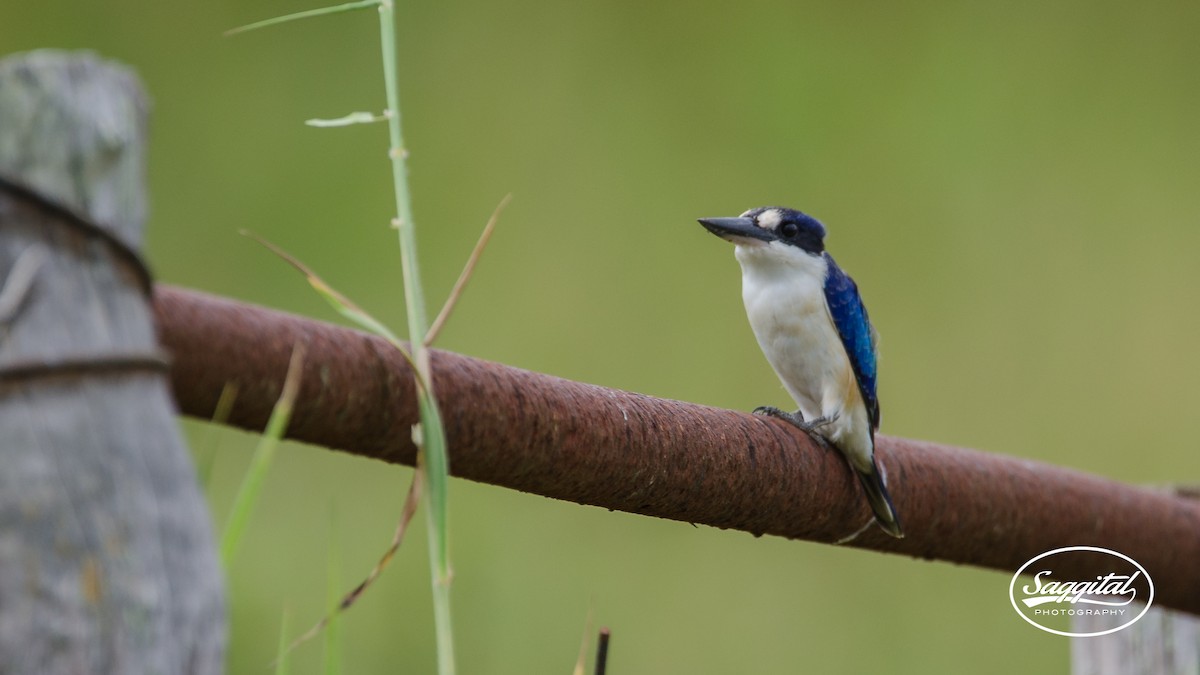 Forest Kingfisher - ML27515071