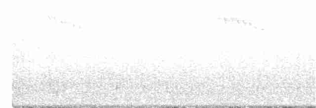 hvithodehonningskvett - ML275155311