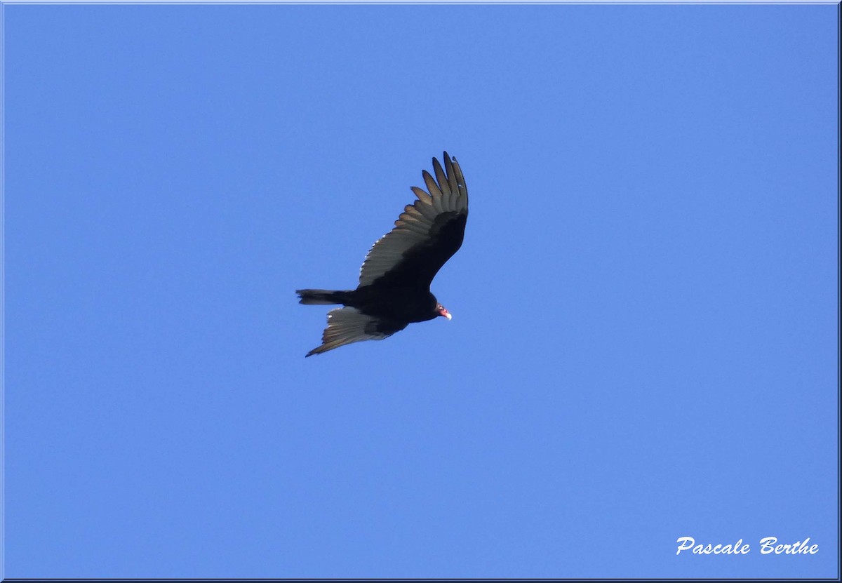 Turkey Vulture - ML27515661